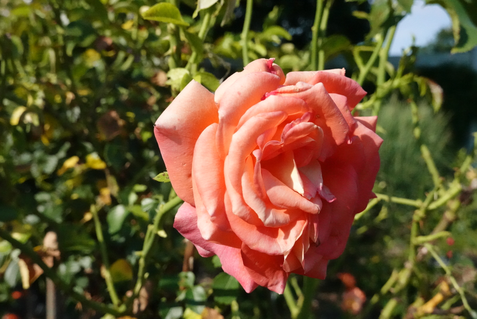 A salmon rose