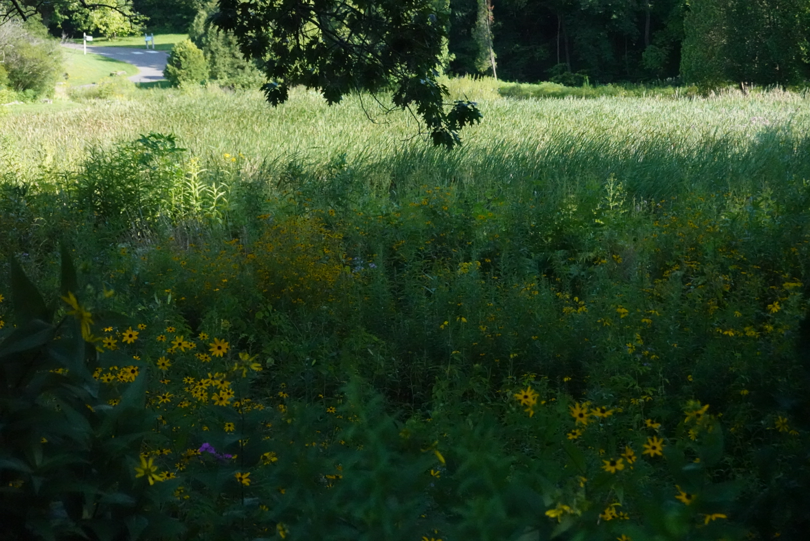 Yellow and purple flowers in the tall, shaded grass