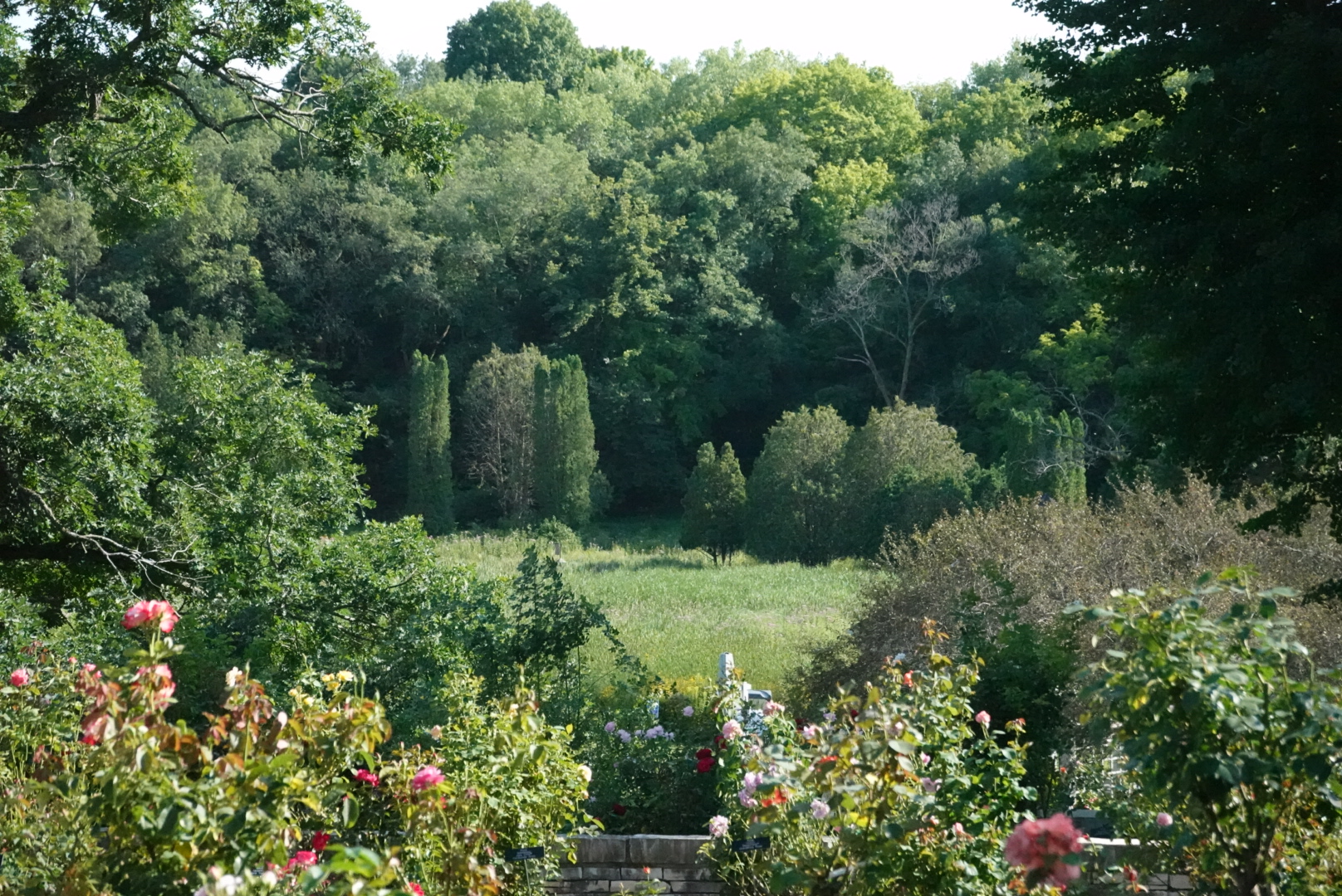 Faraway shot of the arboretum, showing bushes and trees in the distance