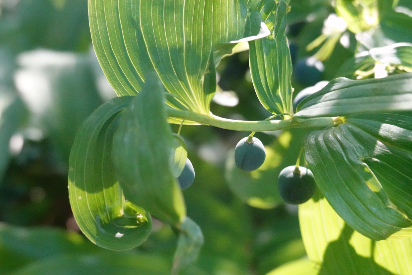 Blue berries