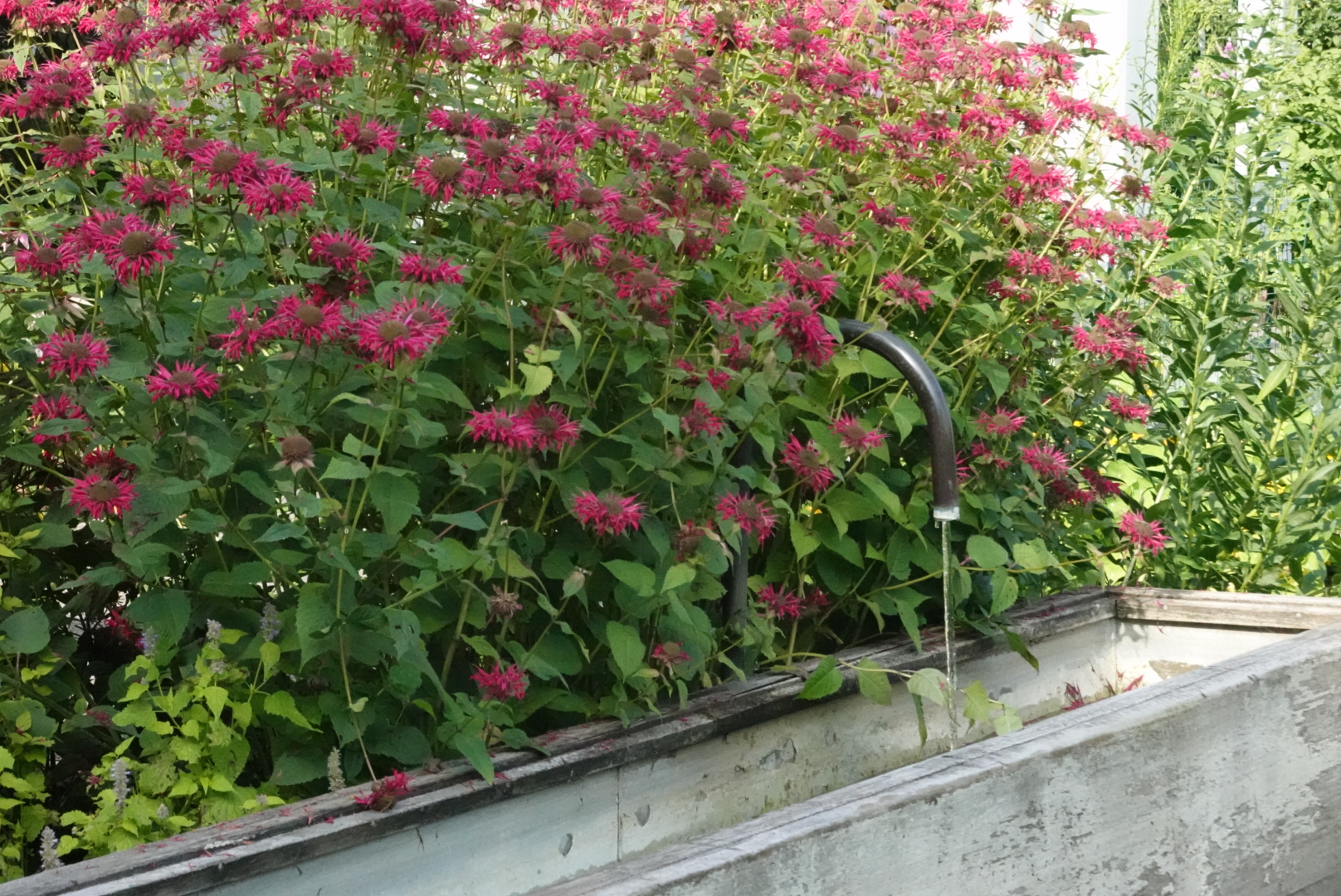 Leaking faucet in front of pink flowers