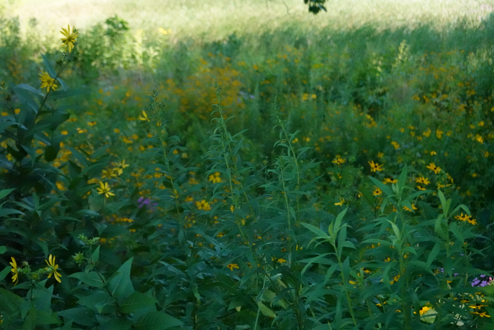 Yellow, white, and purple flowers in the tall grass