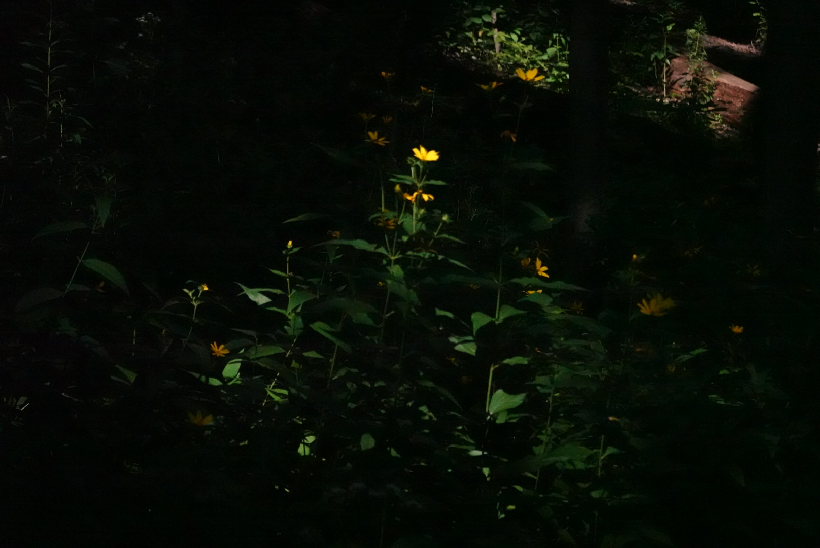 Light shining on a yellow flower in the dark forest