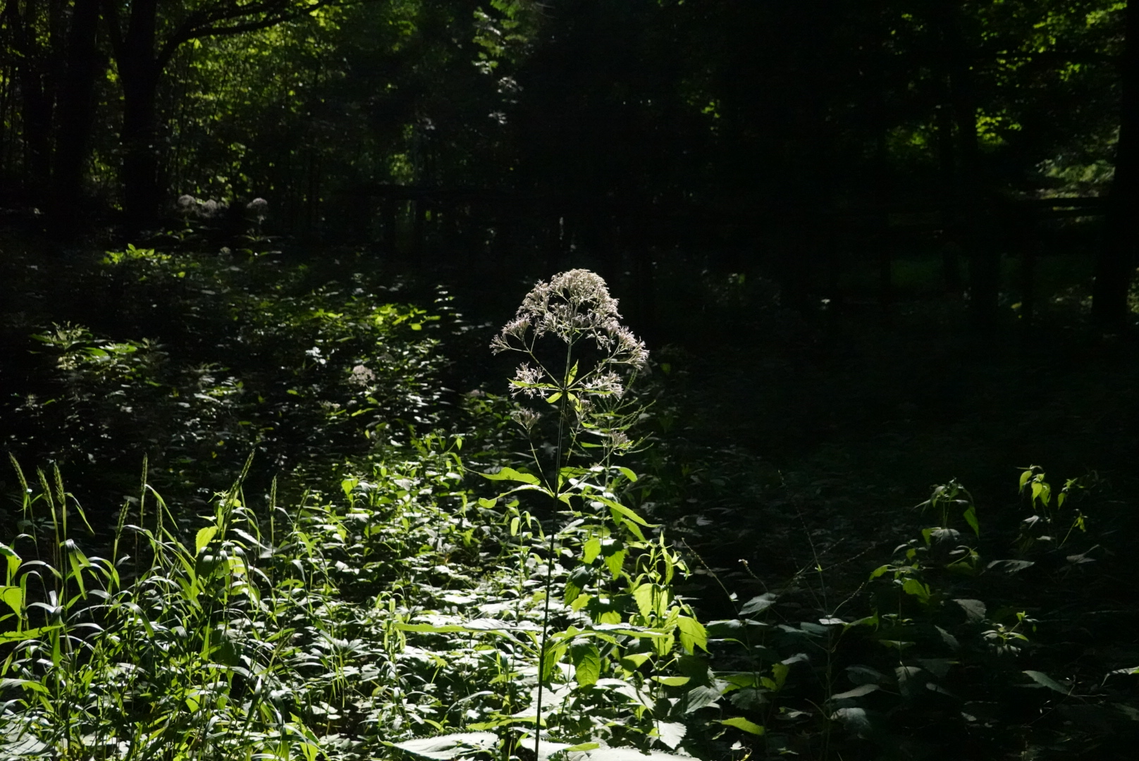 Light shining on a white flower in the dark forest