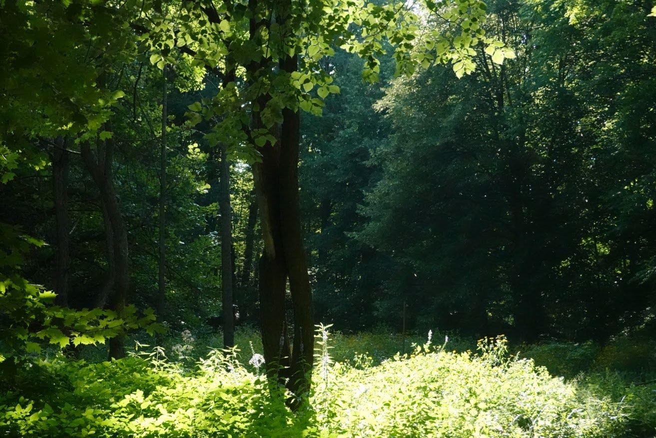 Light hitting the bushes and trees from the back in a forest, with the silhouette of one tree in the foreground