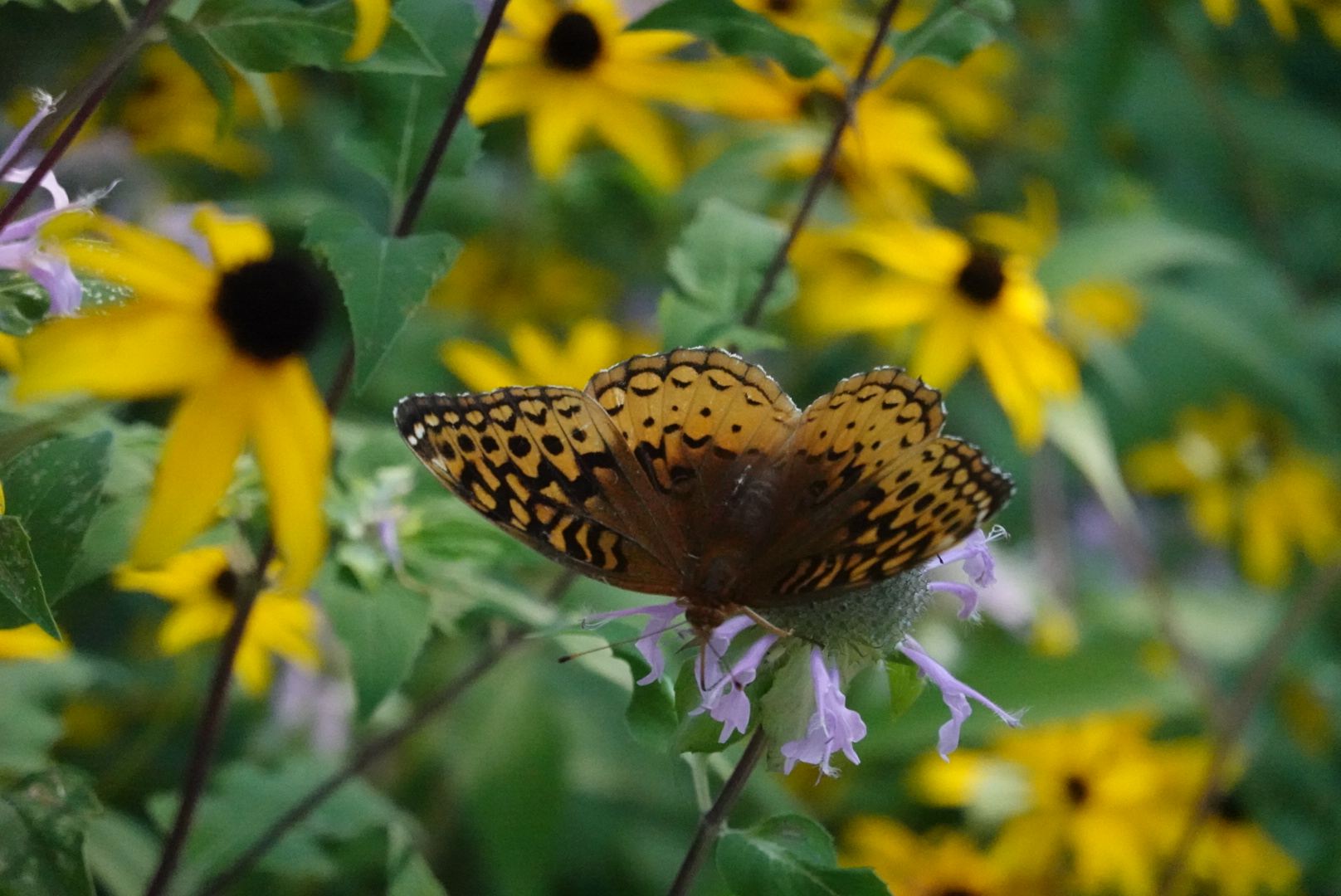 Orange butterfly on a purple flower surrounded by black-eyed susans