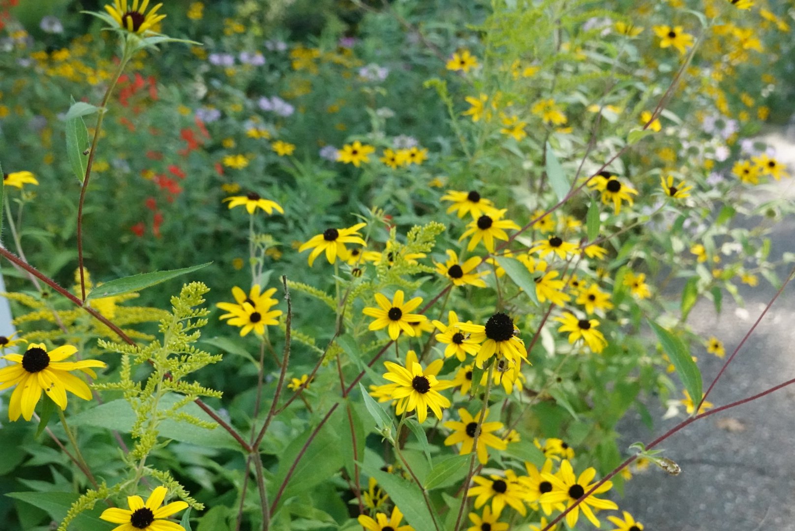 Black-eyed susan flowers lining the sidewalk