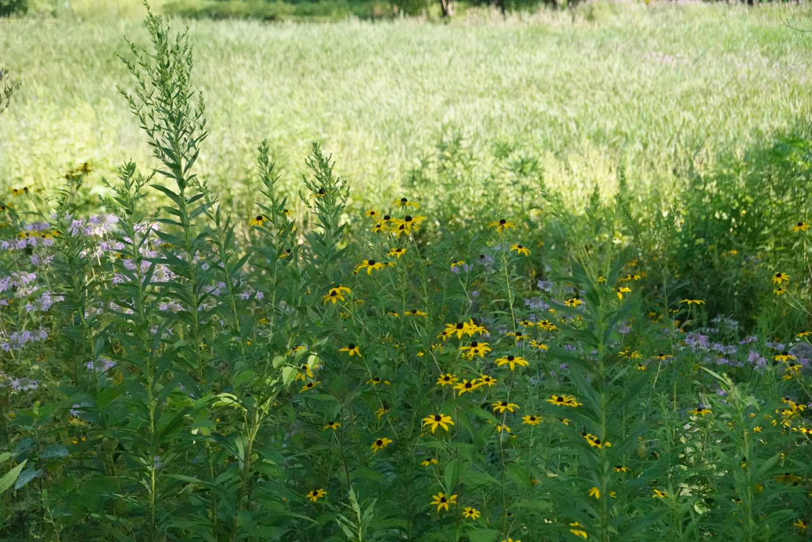 Yellow and purple flowers in the grass in a field