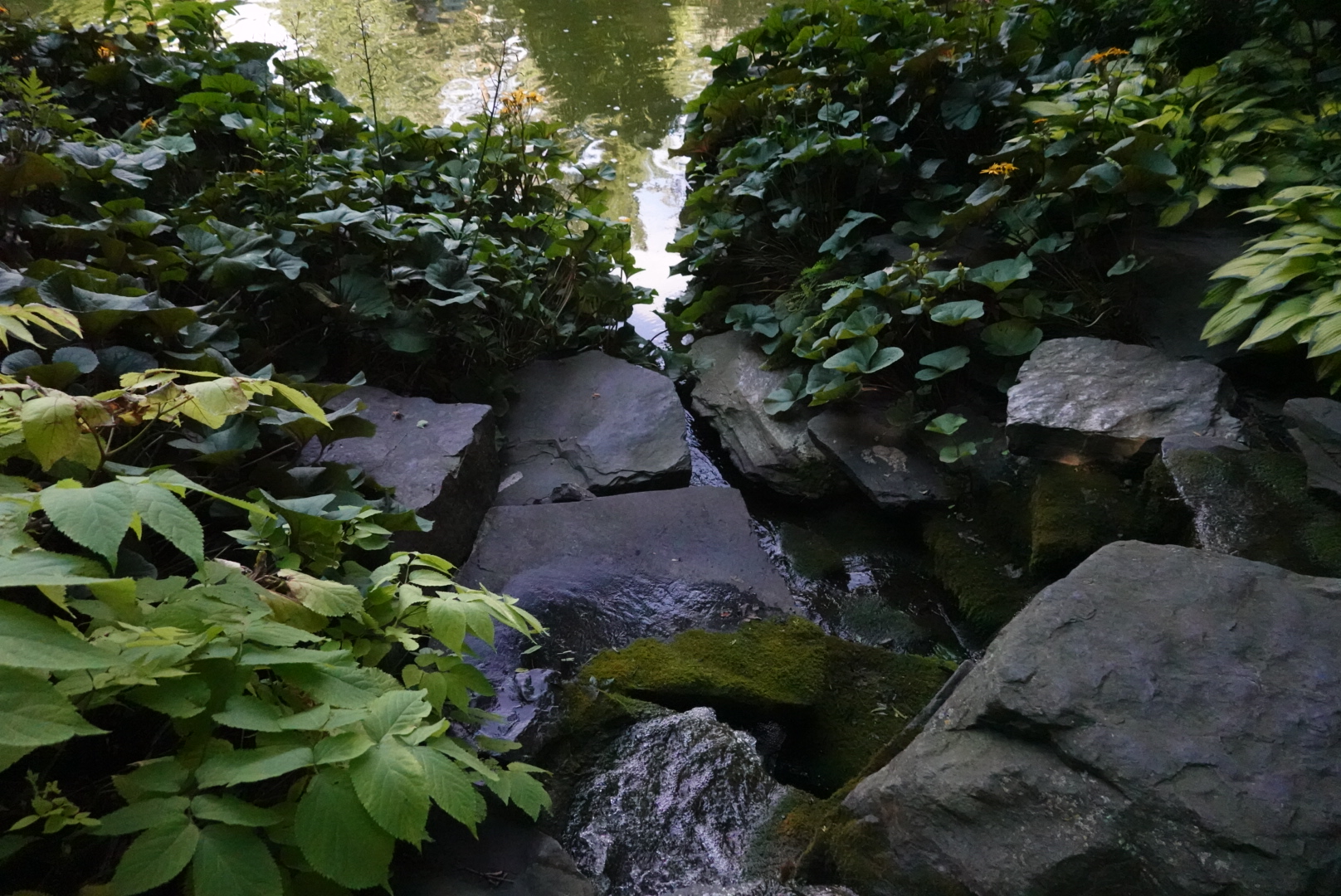 Moss-covered rocks in the Japanese Garden