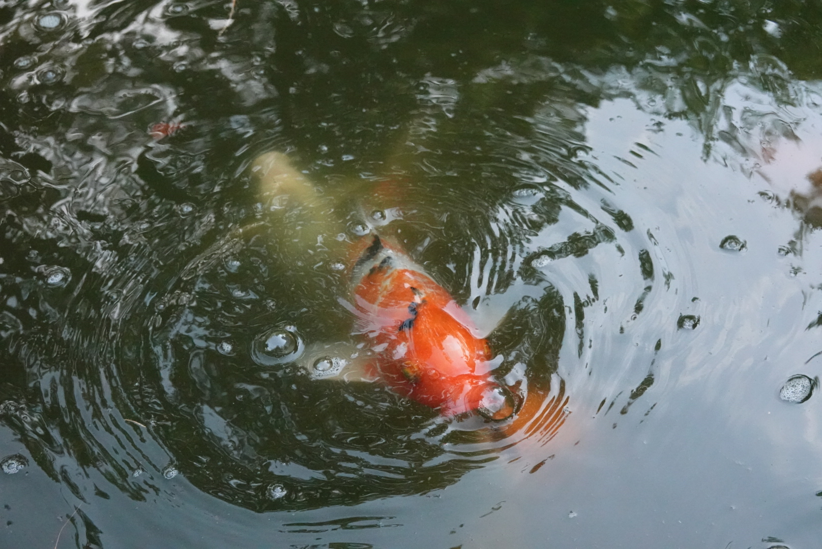 Orange koi underwater with white koi in background