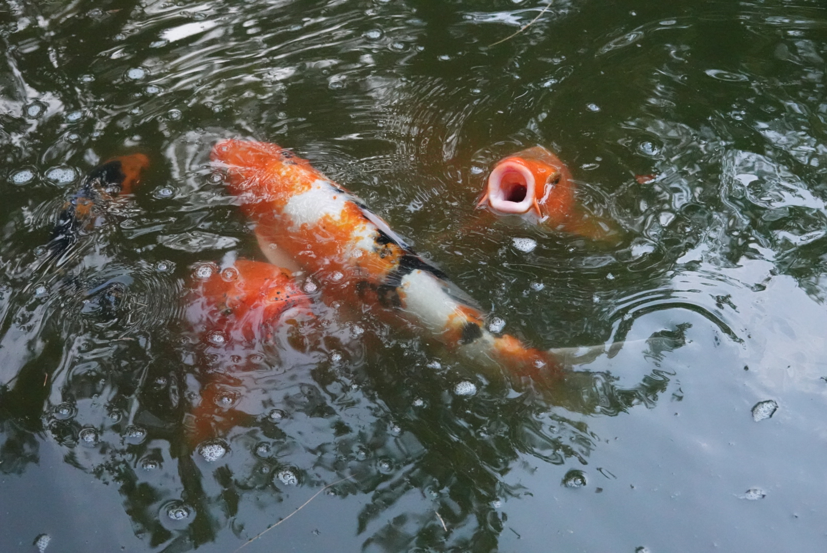 Koi swimming underwater, with one orange koi opening mouth above water