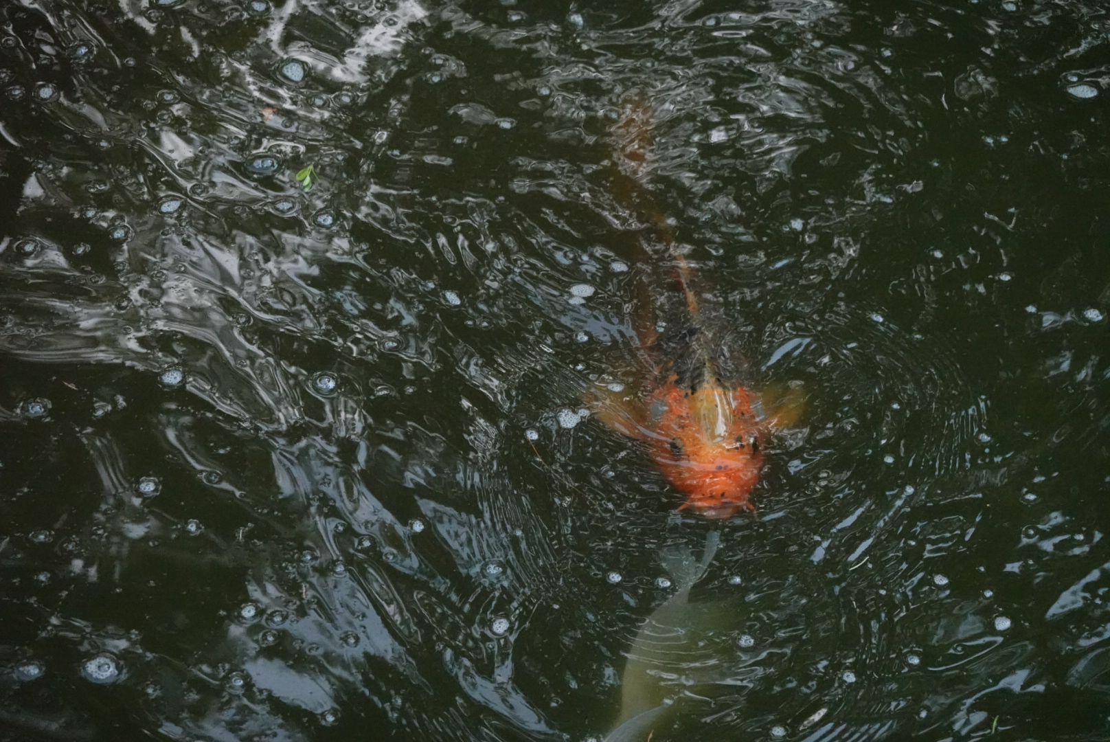 Orange koi swimming underwater