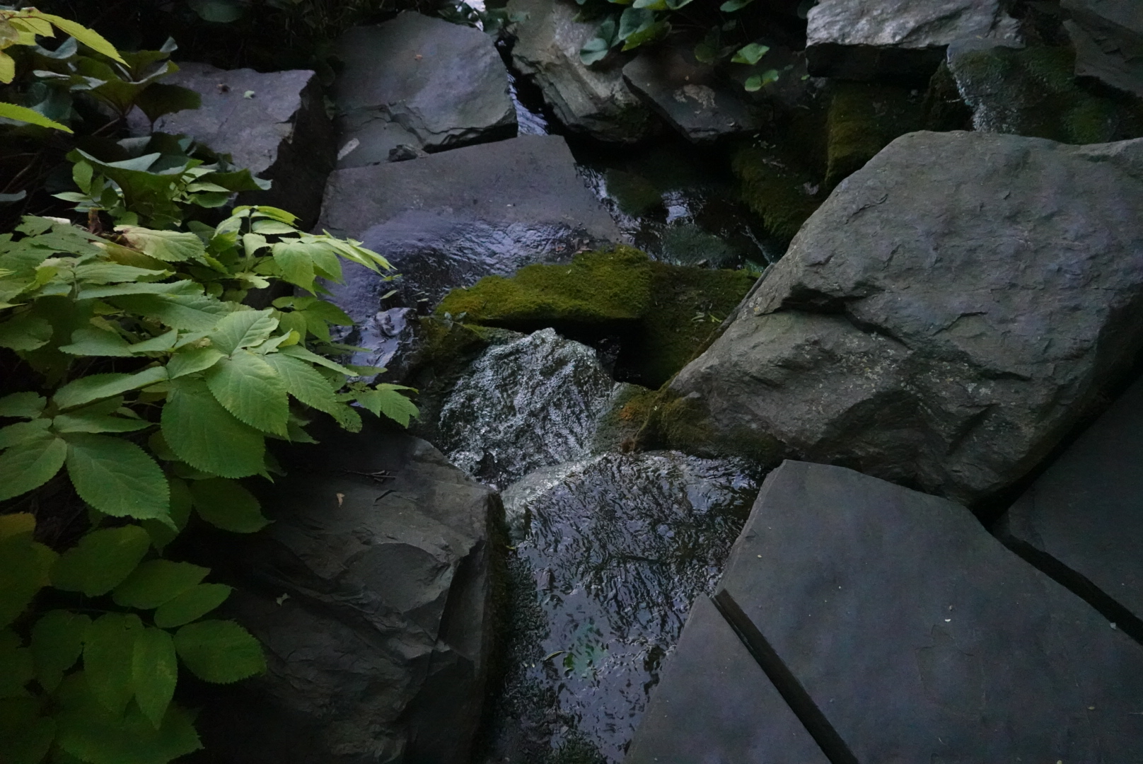 Close-up of moss-covered rocks in the Japanese Garden