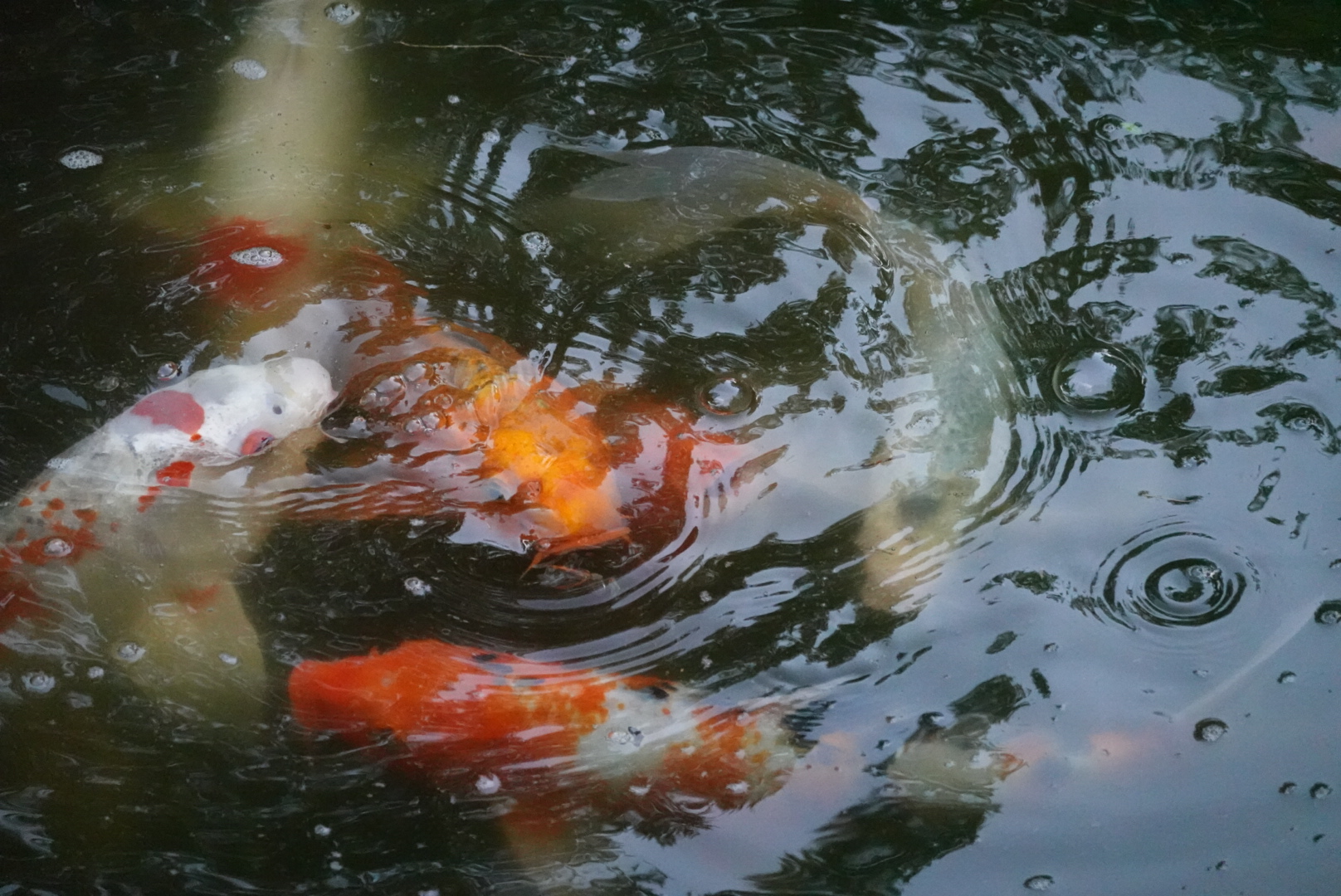 Several koi swimming in the pond