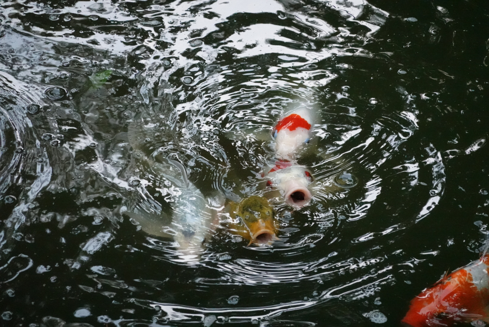 A few koi with open mouths swimming in the pond