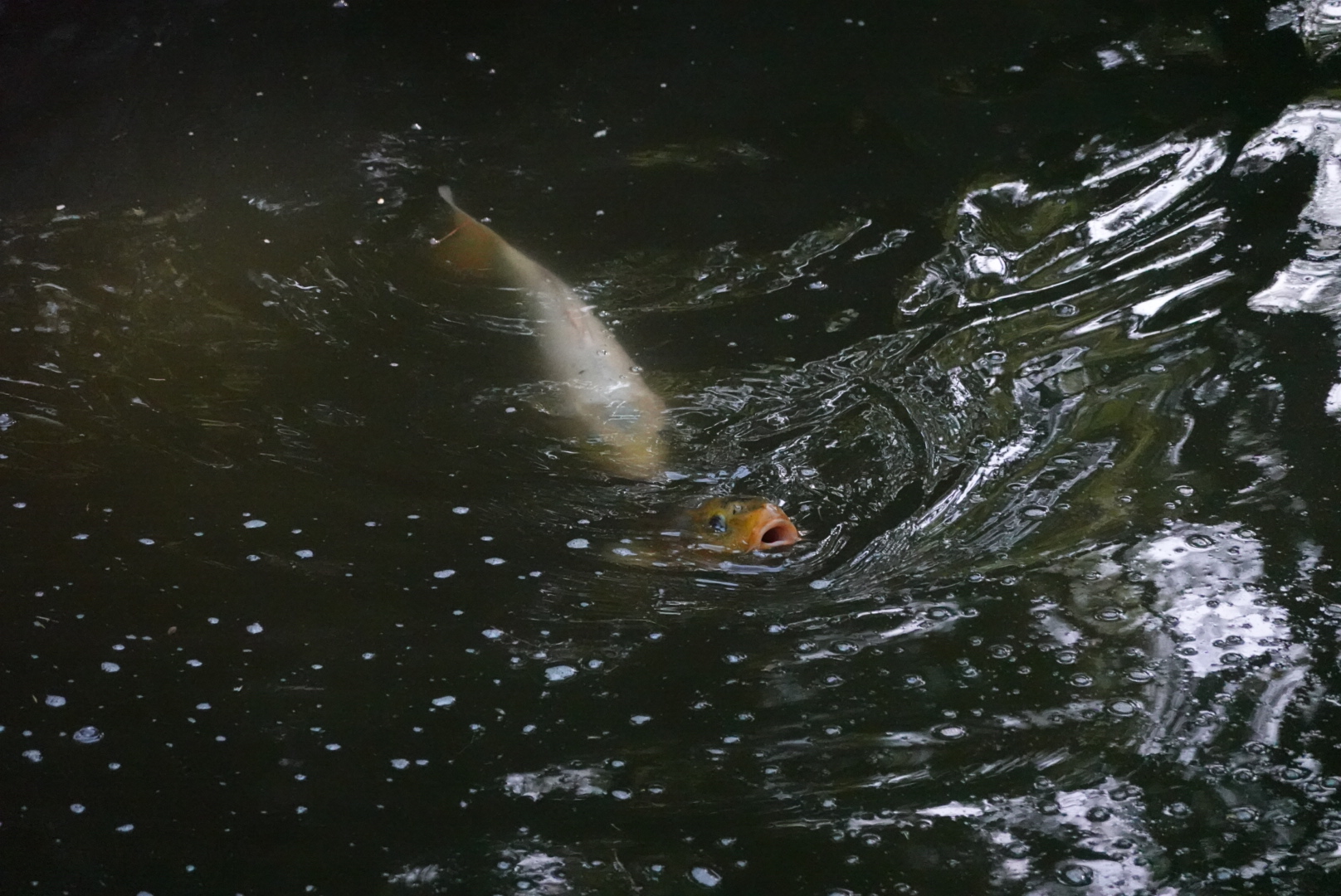 White koi and orange koi with open mouth swimming in the pond