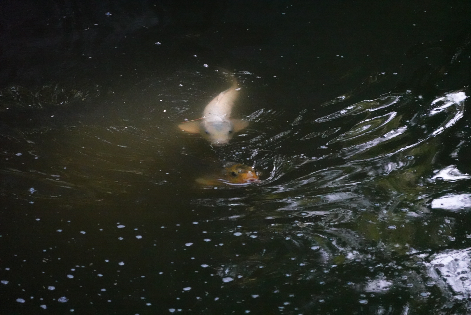 White koi and orange koi swimming in the pond