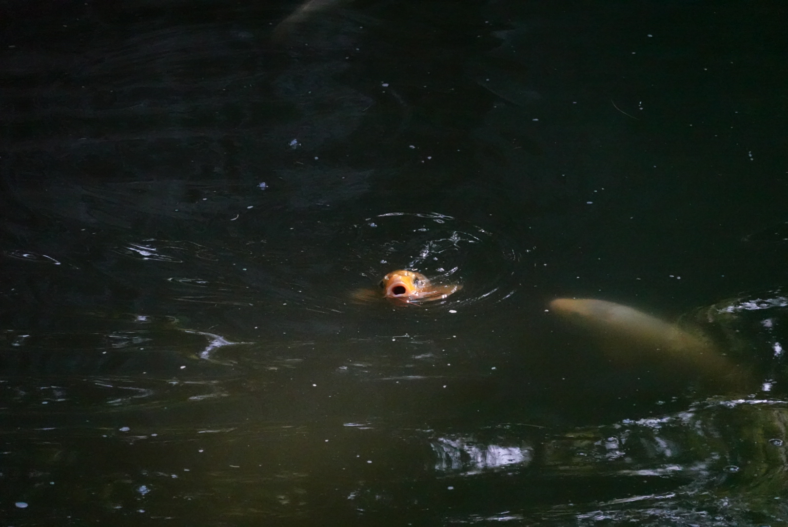 Orange koi with open mouth in the pond