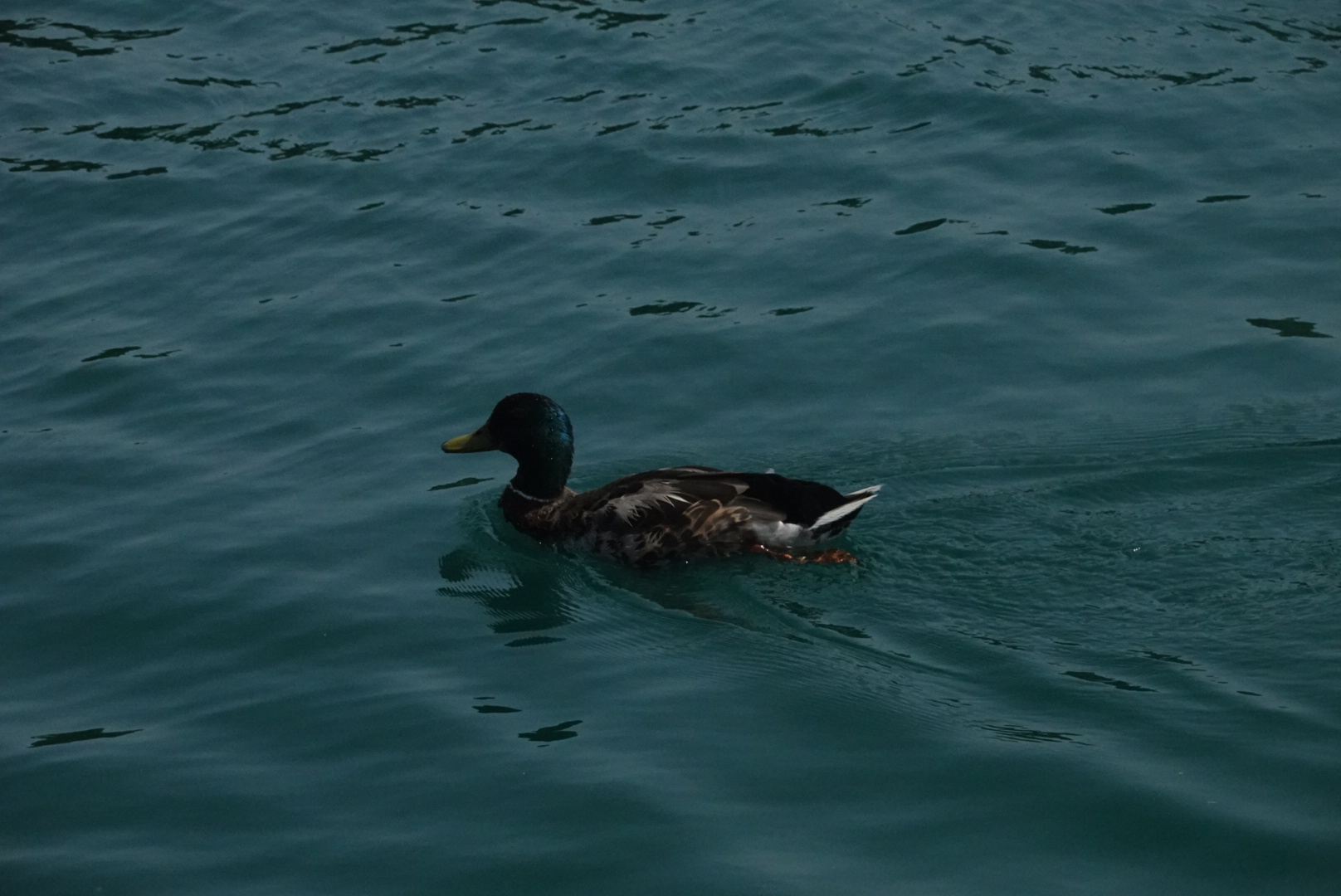 Duck in the water at Montrose Moonrise Vista Point, close up