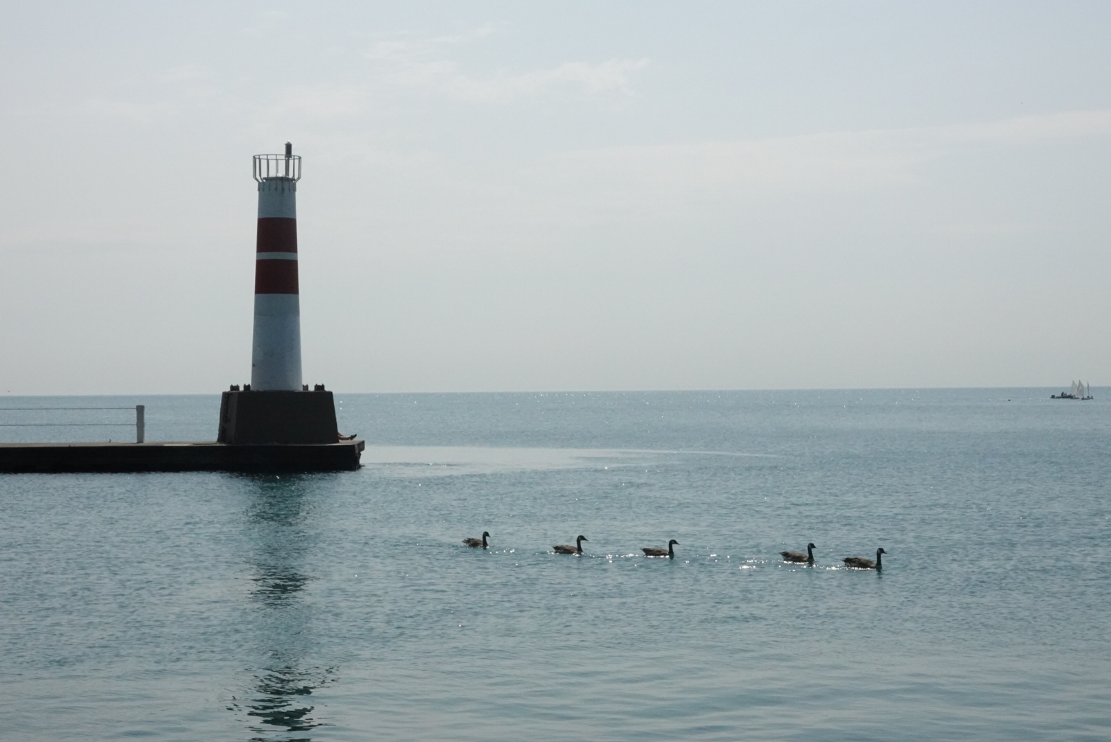 Five ducks swimming in front of a lighthouse at Montrose Moonrise Vista Point