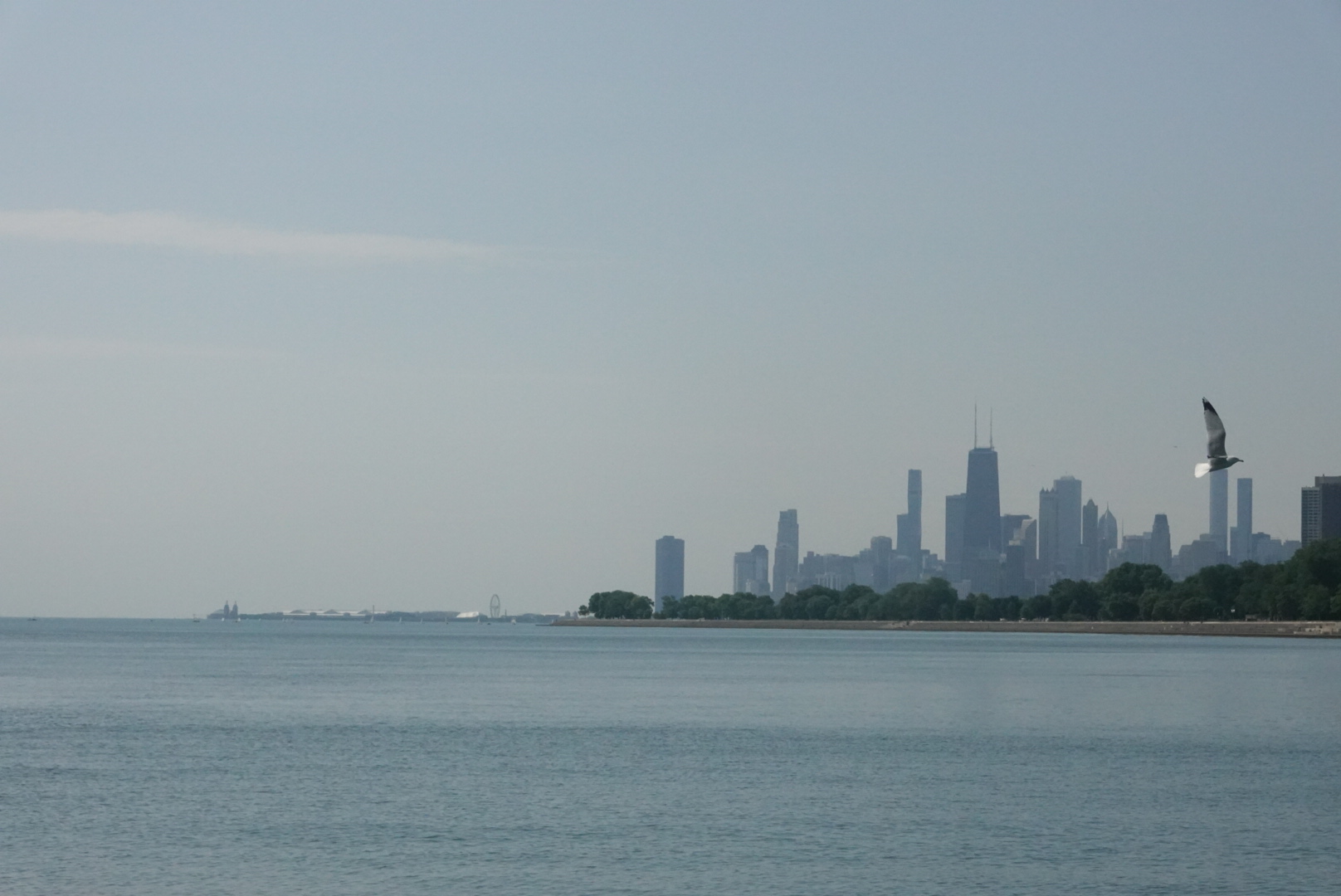 A seagull lined up with a building on the Chicago skyline