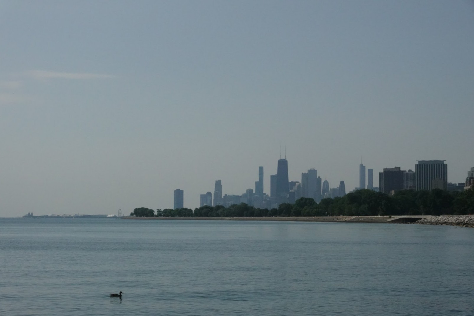 Duck in the water with the Chicago sklyine in the background