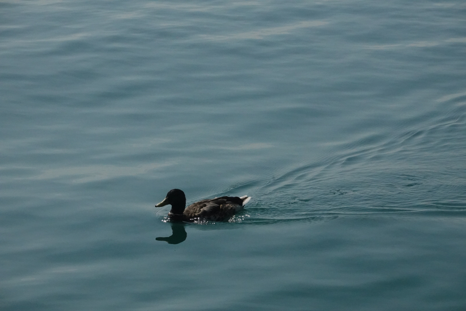 Duck in the water at Montrose Moonrise Vista Point, medium distance